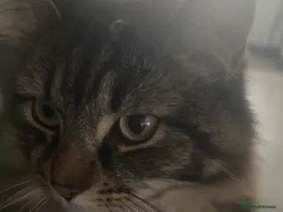 British Longhair cats Cat named rockstar - Advert 6