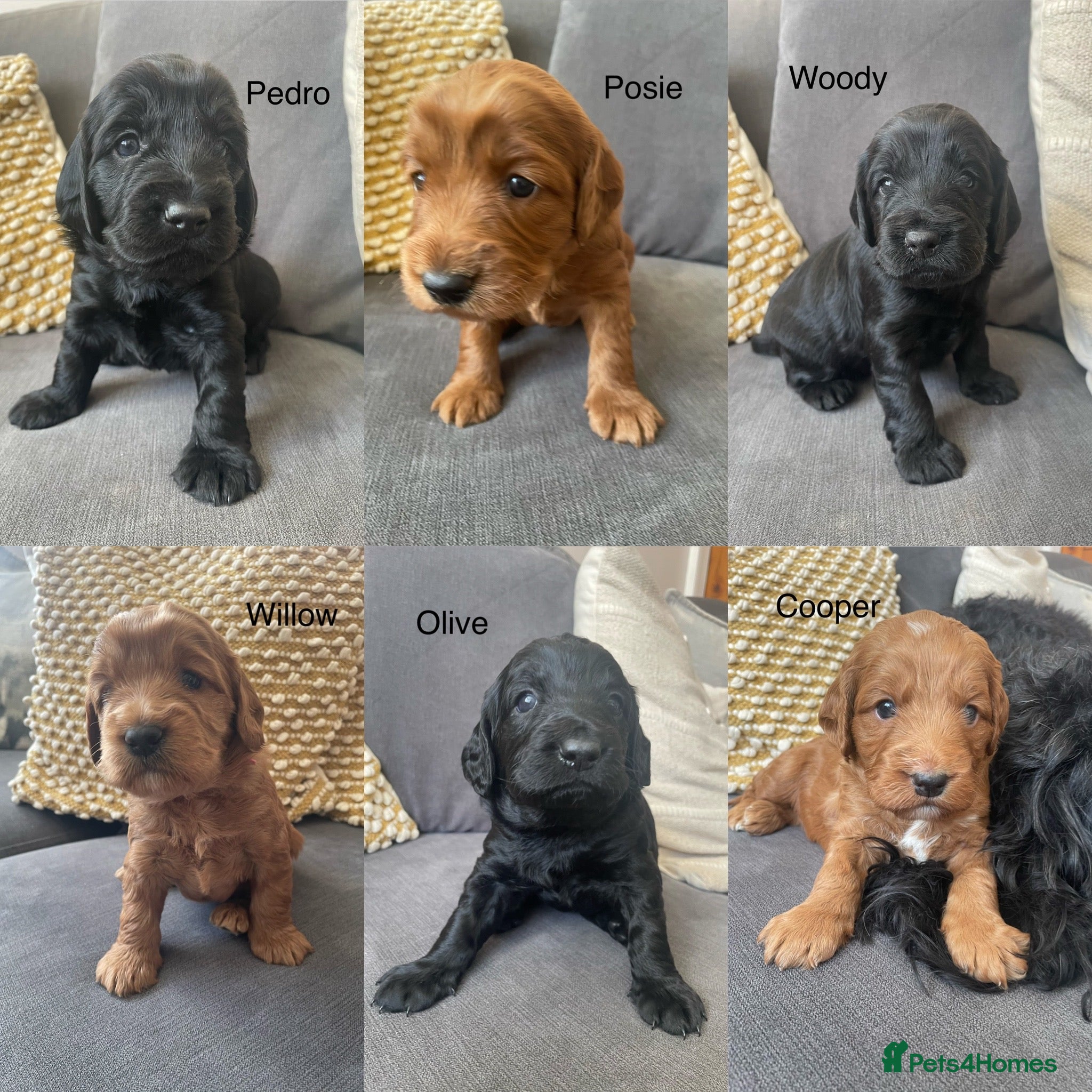 Mixed Breed dogs Beautiful litter of rare cockapoo Doodle/redsetter - Advert 1