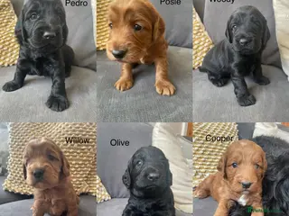 Mixed Breed dogs for sale: Beautiful litter of rare cockapoo Doodle/redsetter - Advert 1