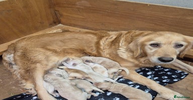 Golden Retriever dogs KC Registered Golden Retrievers - Advert 2