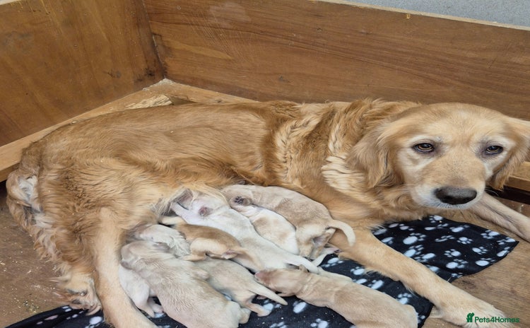 Golden Retriever dogs KC Registered Golden Retrievers - Advert 1