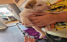 American Bulldog dogs for sale: American bulldogs  - Image 7