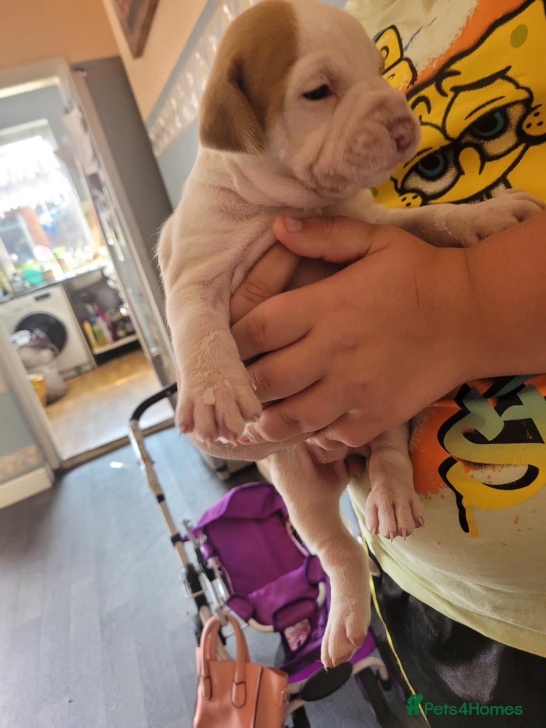 American Bulldog dogs for sale: American bulldogs  - Image 7