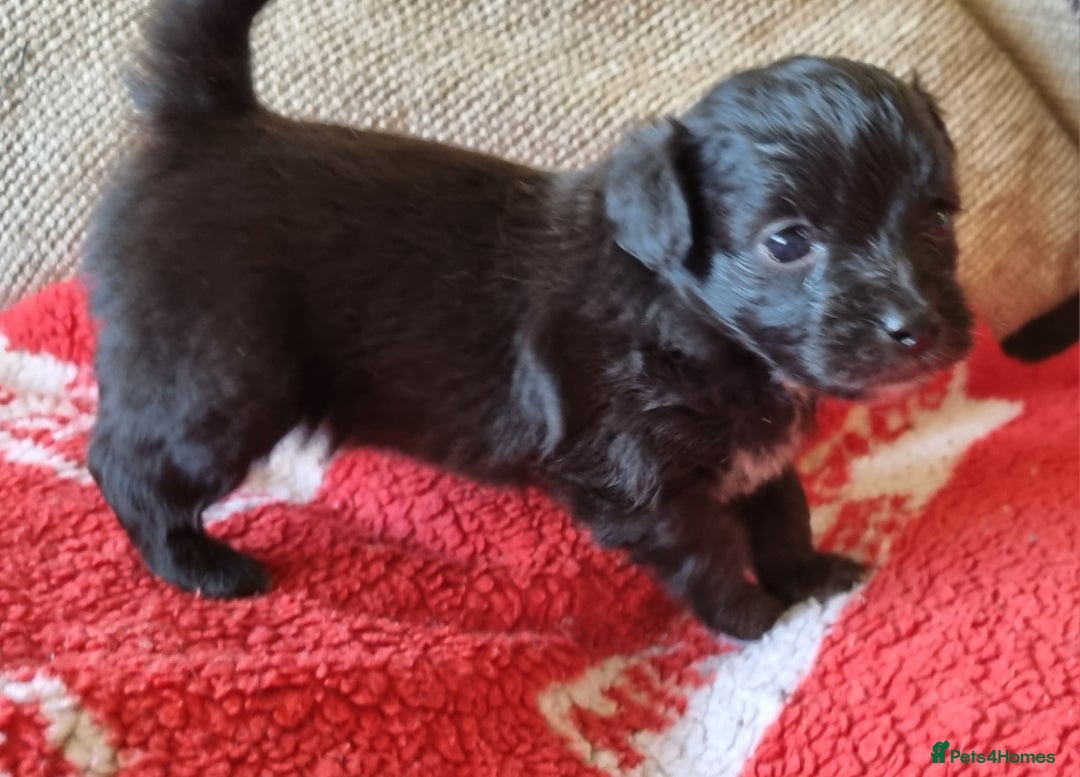 Mixed Breed dogs for sale: Pomchipoo girls - Advert 11