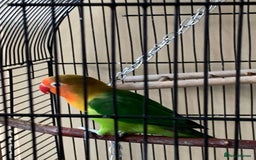 Lovebirds birds for sale: Reeta - Image 4