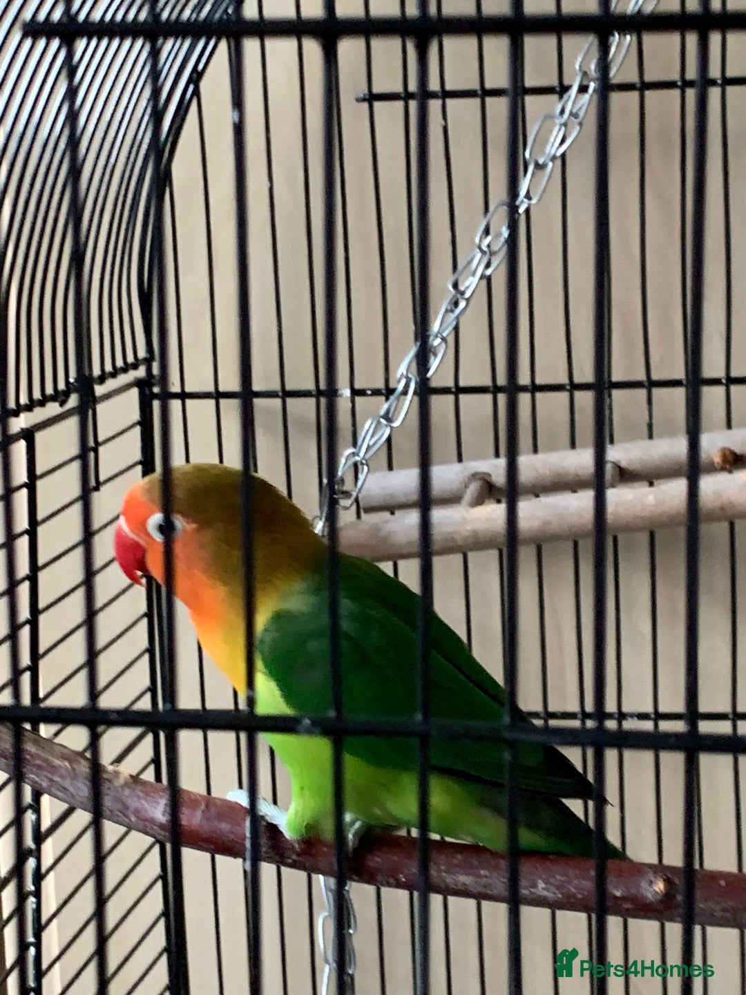 Lovebirds birds for sale: Reeta - Image 4
