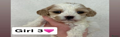 Cavachon Puppy 5