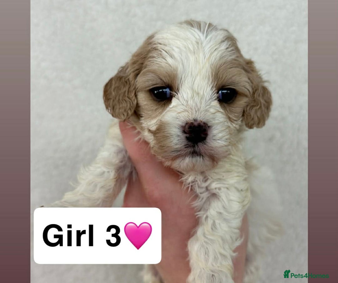 Cavachon dogs for sale: Stunning DNA Clear Cavachon pups - Advert 6