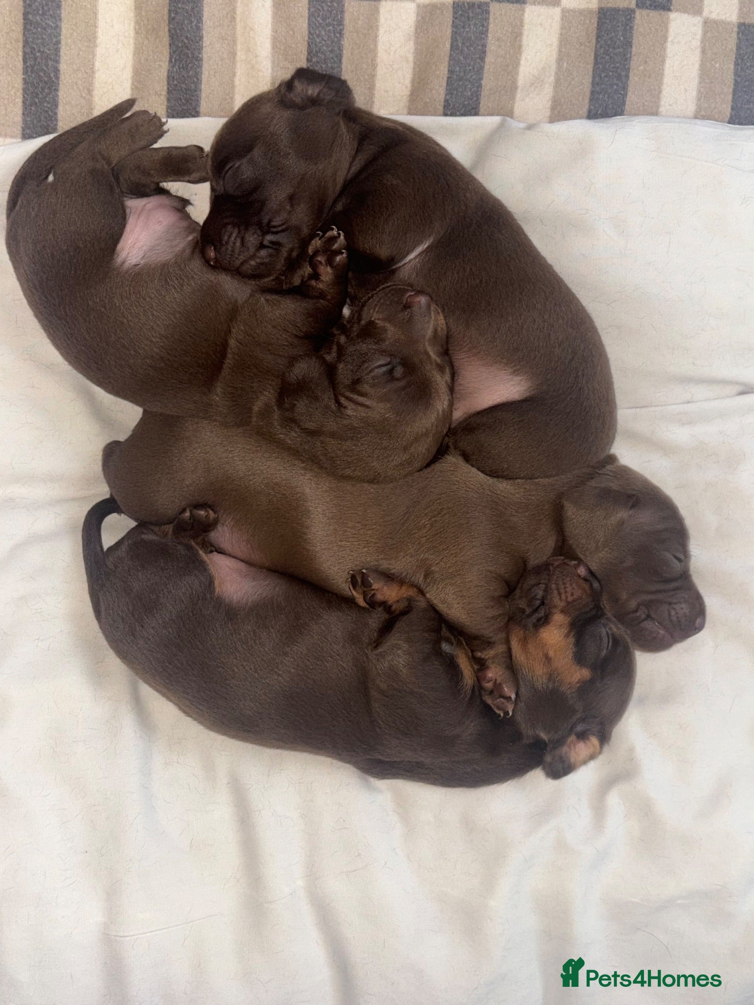 Miniature Dachshund dogs Beautiful  Miniature chocolate dachshund - Advert 1