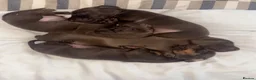 Miniature Dachshund dogs for sale: Beautiful  Miniature chocolate dachshund - Advert 1