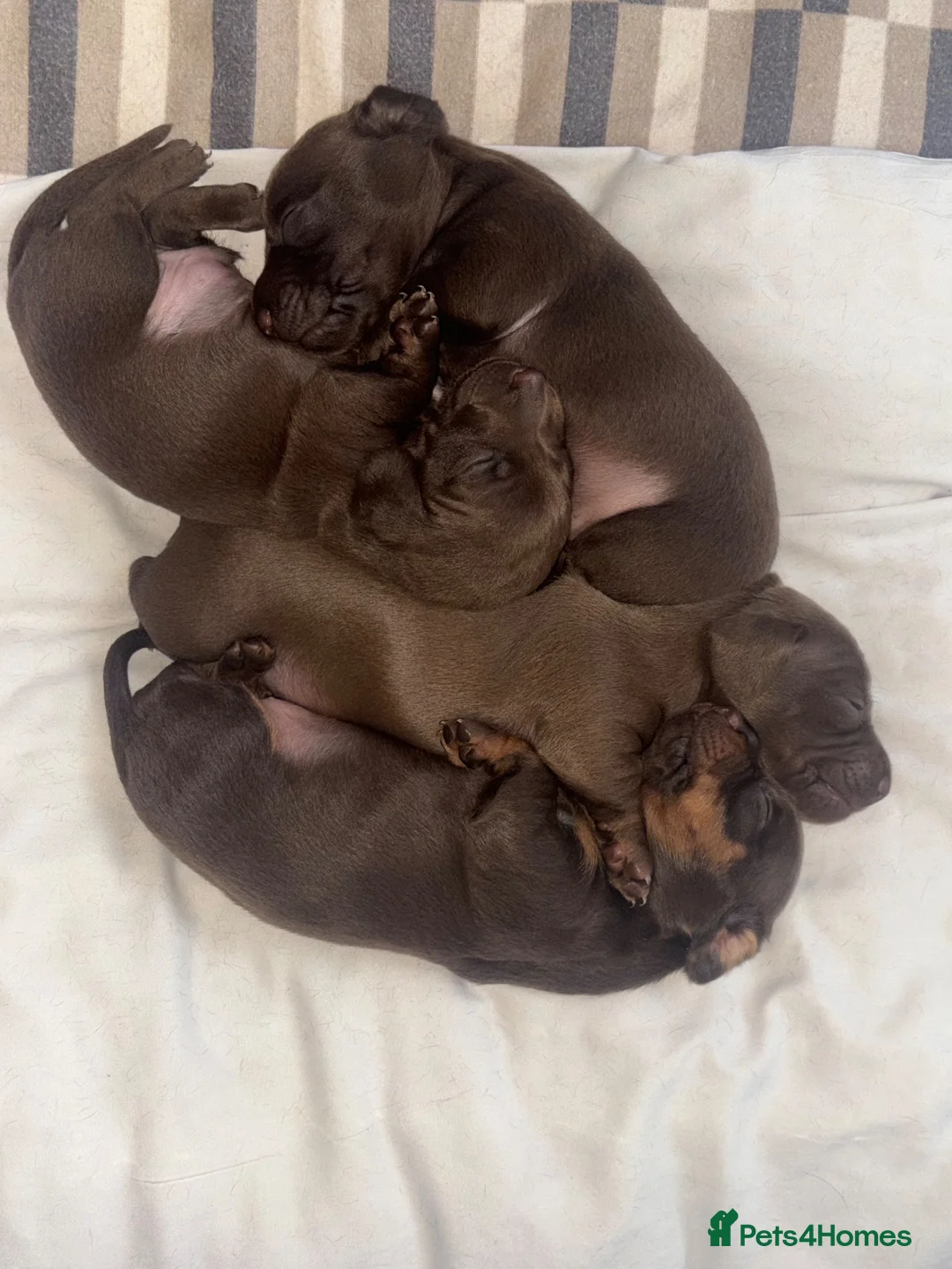 Miniature Dachshund dogs for sale: Beautiful  Miniature chocolate dachshund - Advert 1
