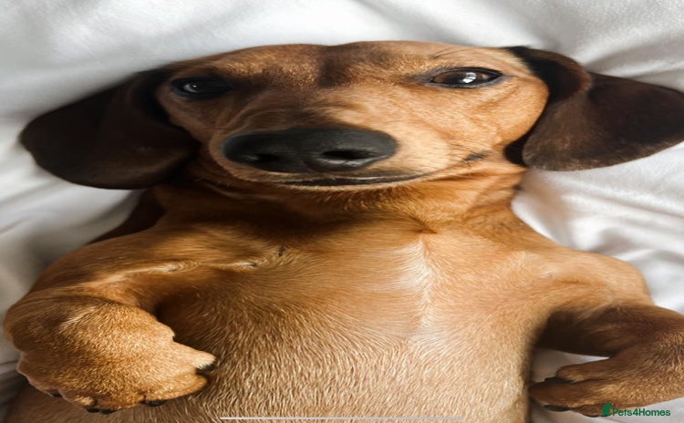 Dachshund dogs - Advert 1