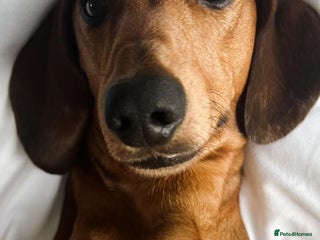 Dachshund dogs - Advert 21