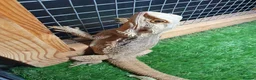Bearded Dragon reptiles for sale: Citrus bearded dragons babies het translucent - Advert 5