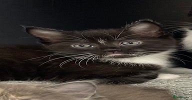 Ragdoll cats - Advert 10