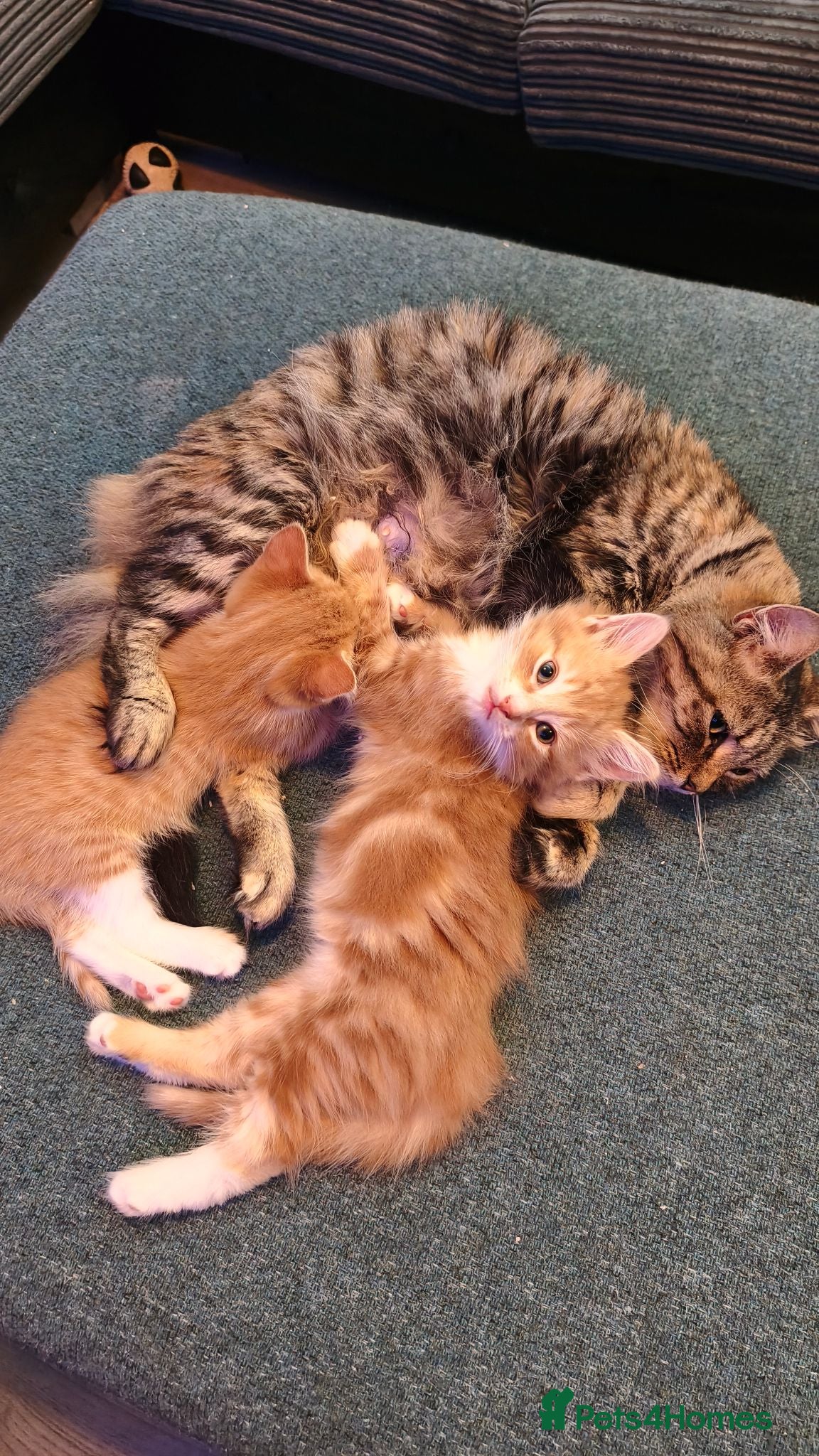 Mixed Breed cats Maincoon cross kitten  - Advert 1