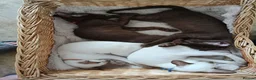 Oriental cats for sale: Oriental Chocolate & Chocolate points. GCCF - Advert 7
