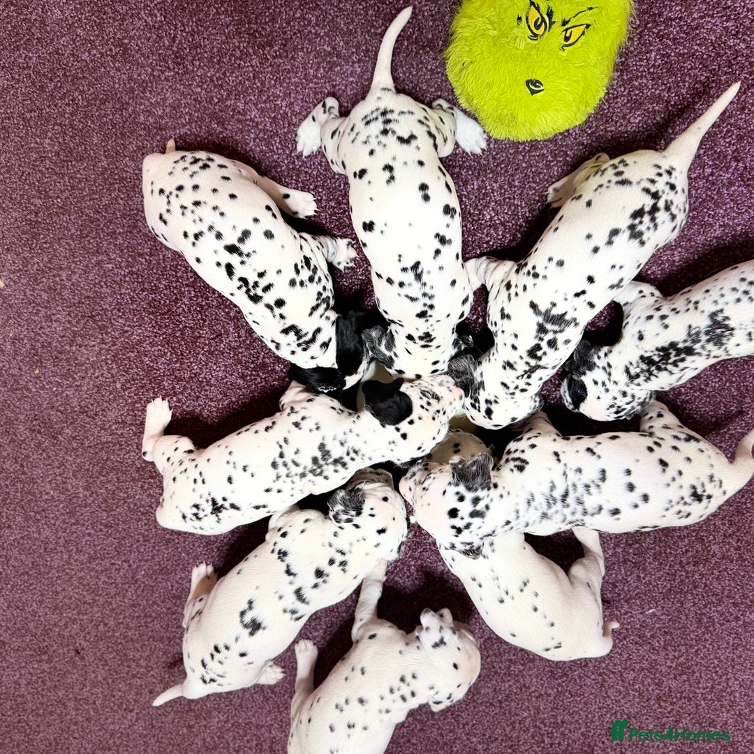 Dalmatian dogs for sale: 🐾 Beautiful Dalmatian Puppies 🐶  - Advert 10