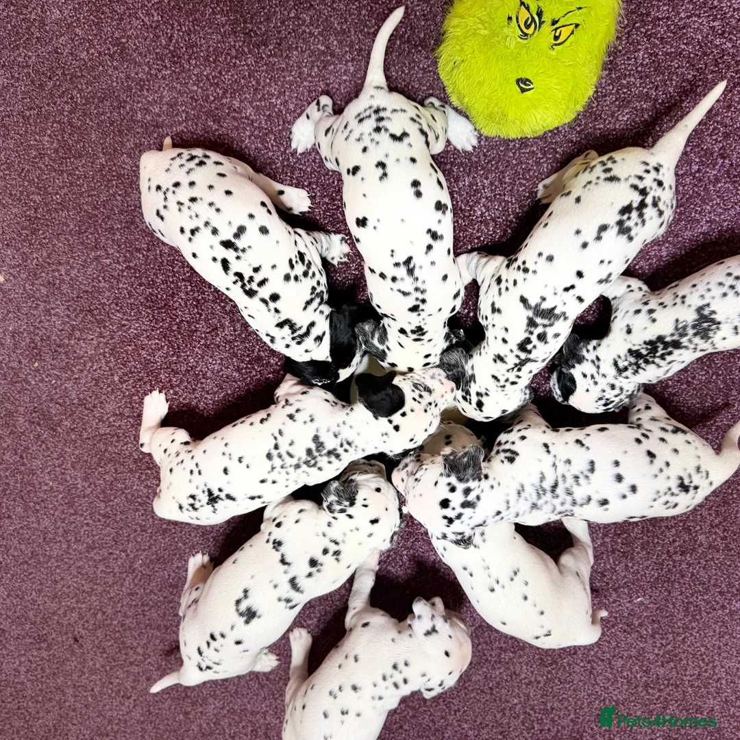 Dalmatian dogs for sale: 🐾Our Last Boy looking for forever home 🐶 💙 - Advert 10