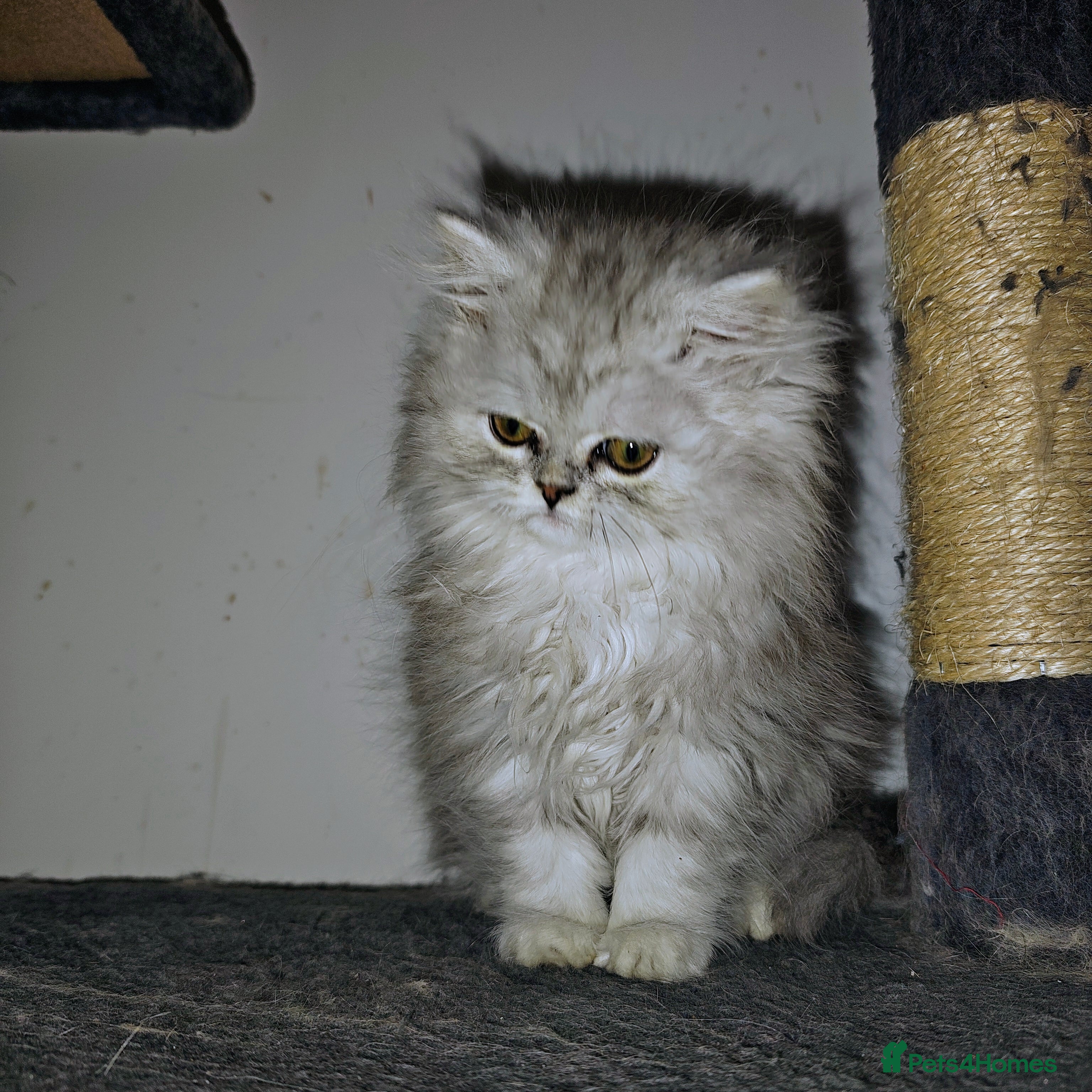 Persian cats Beautiful fluffy balls  - Advert 2