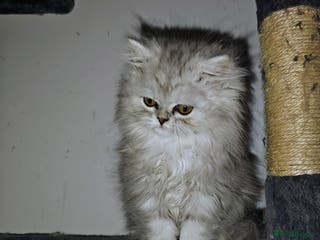 Persian cats Beautiful fluffy balls - Advert 2