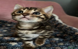 Bengal cats for sale: Stunning brown TICA reg boy bengal kitten - Image 4