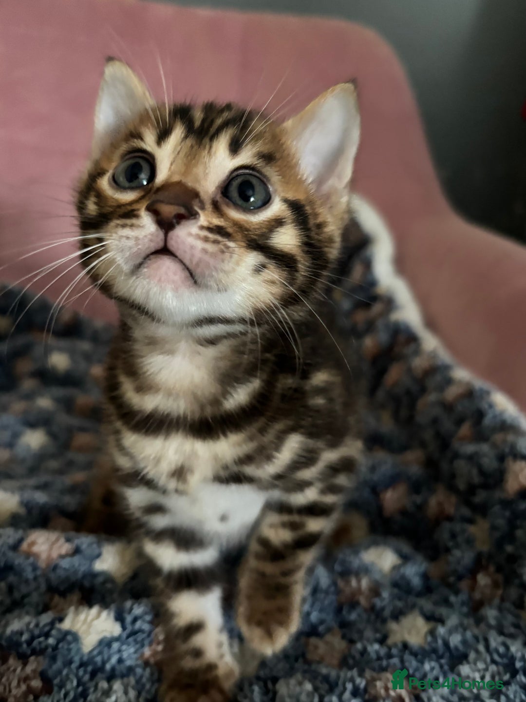 Bengal cats for sale: Stunning brown TICA reg boy bengal kitten - Image 4