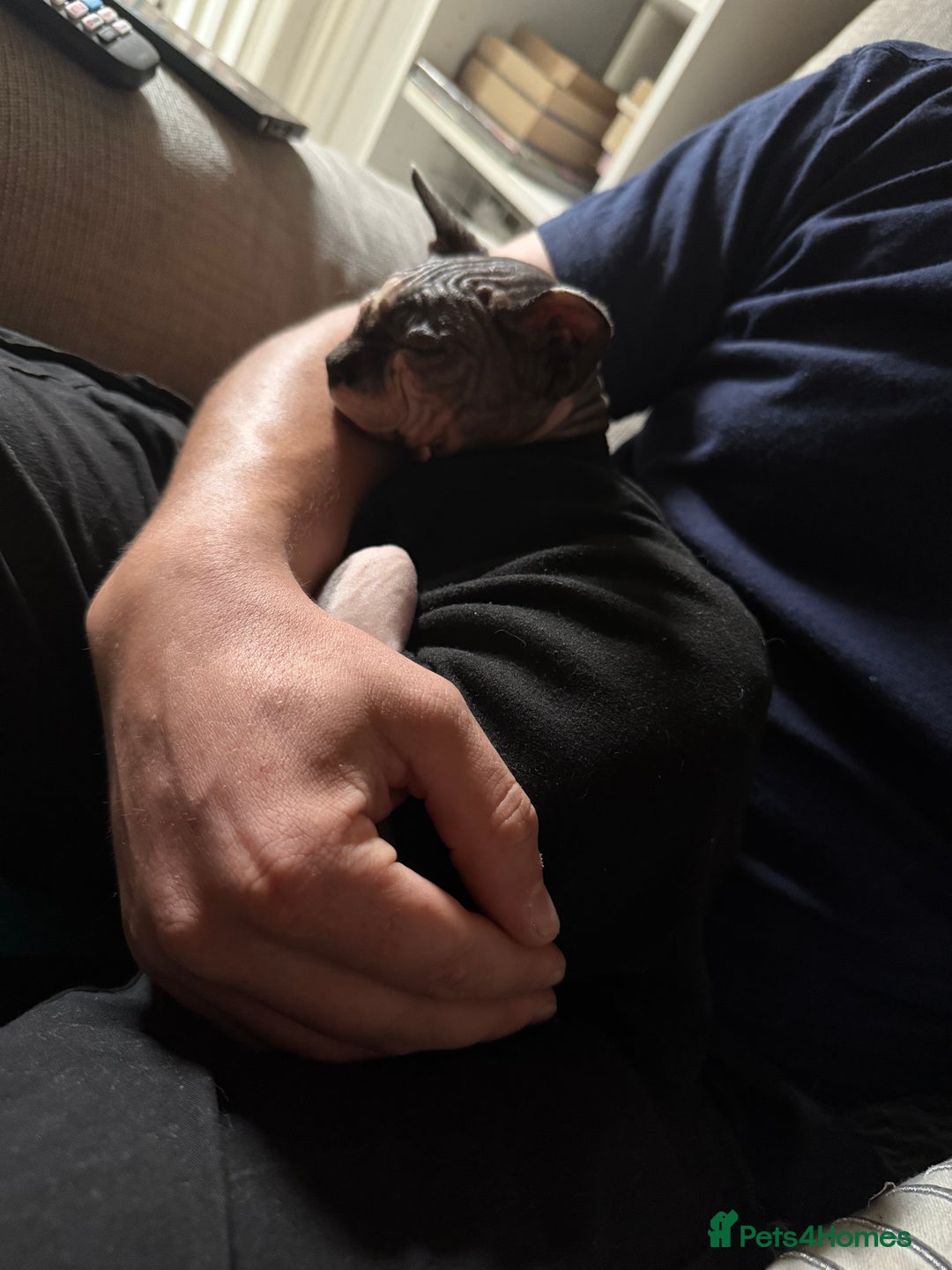 Sphynx cats for sale: Male Sphynx  - Advert 3