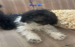 Cockapoo dogs for sale: Stunning cockapoos male&female - Image 2