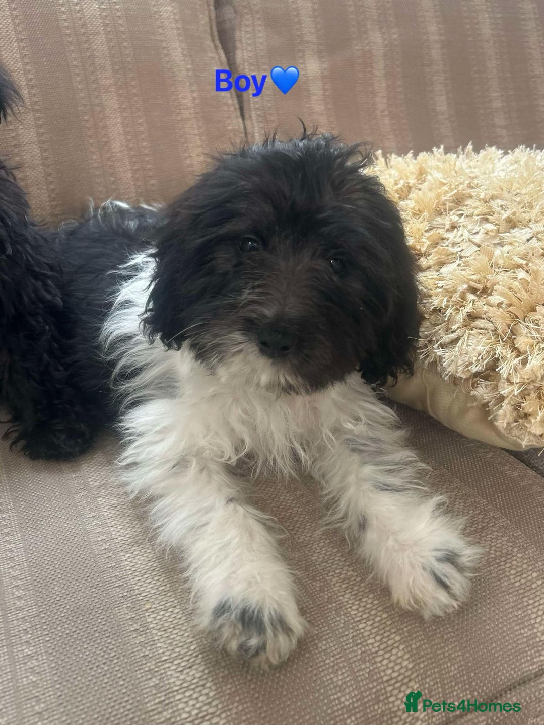 Cockapoo dogs for sale: Stunning cockapoos male&female - Image 2