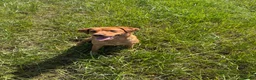 Labrador Retriever dogs for sale: 6 Black Boys and 1 Chocolate boy  in Chippenham - Advert 29