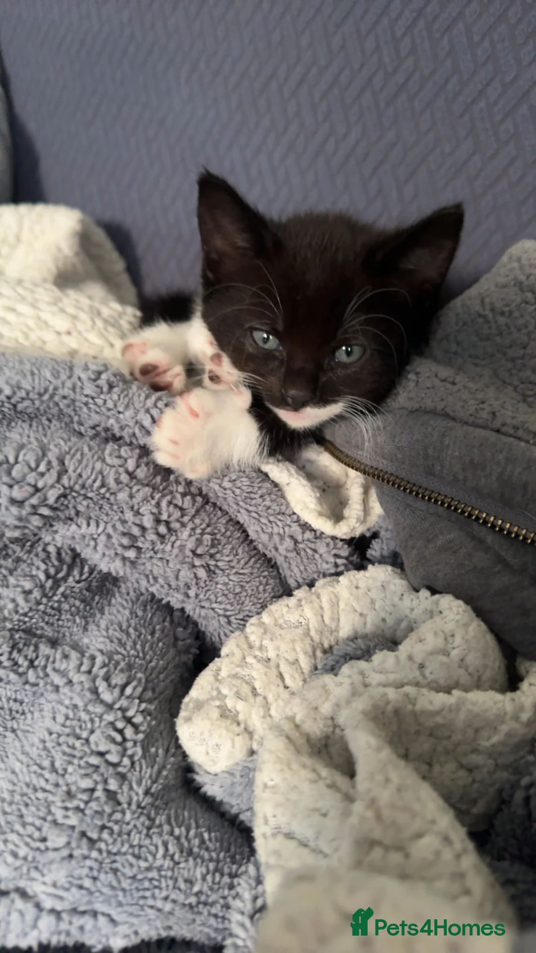 Mixed Breed cats for sale: 2 kittens available - Advert 2