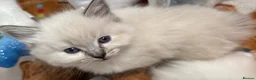 Ragdoll cats for sale: 2 Beautiful Ragdoll Girl Kittens - Advert 7