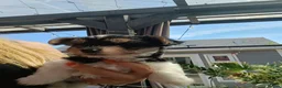 Biewer Terrier dogs for sale: READY TO GO Mini Purebred Biwer Yorkshire Terrier  - Advert 3