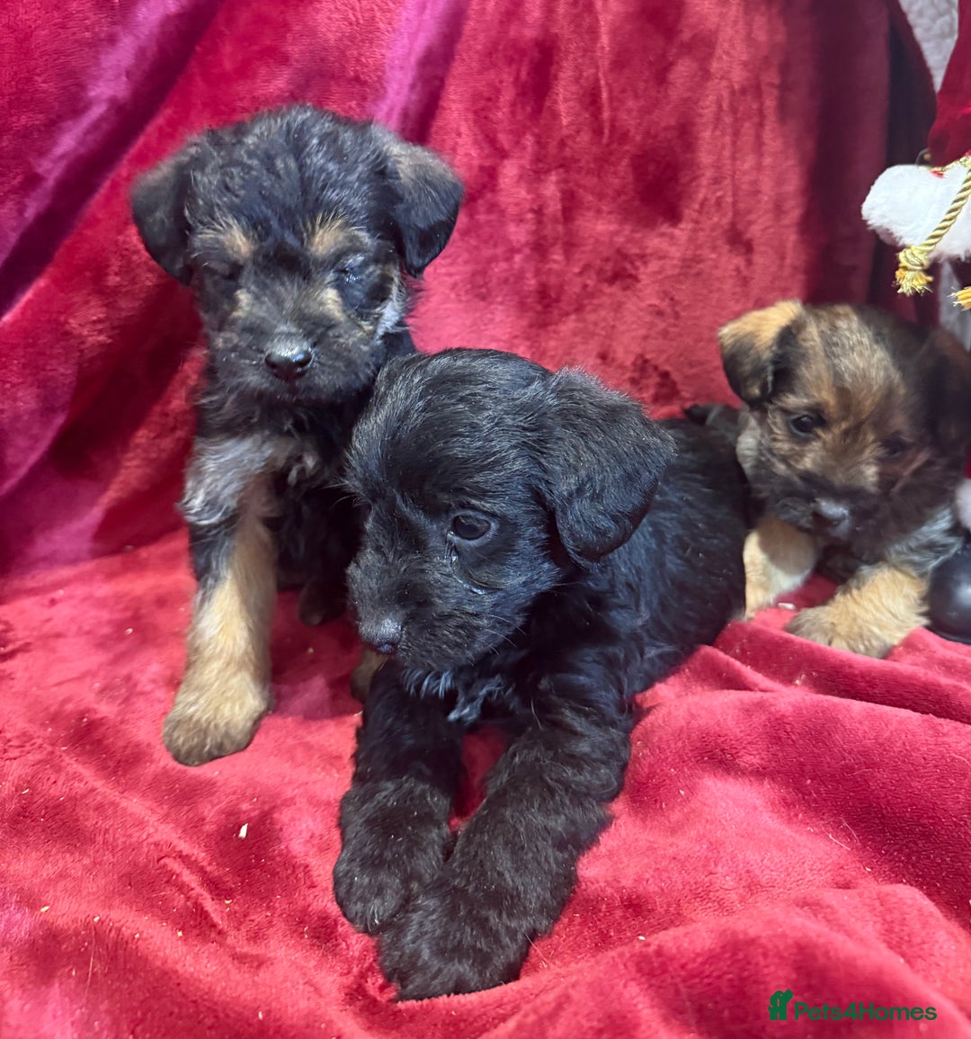 Mixed Breed dogs for sale: Unique Border Terrier X Mini Poodle Puppies! - Advert 3