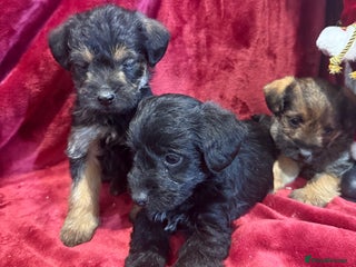 Mixed Breed dogs Unique Border Terrier X Mini Poodle Puppies! - Advert 10