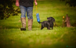 Cocker Spaniel dogs for stud: Very Small Working Cocker Spaniel for Stud  - Image 3