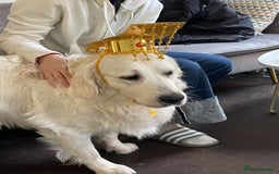 Golden Retriever dogs for stud: Looking for a Female Golden Retriever 🐾 - Image 26