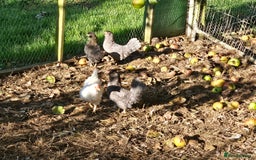 Chickens poultry for sale: Mottled Wyandottes, Le Bresse, Pita Pintas  - Image 12