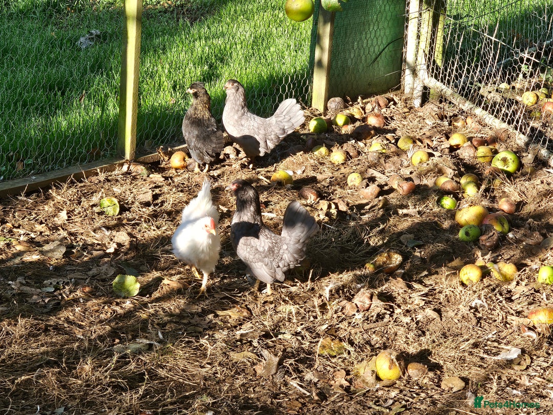 Chickens poultry for sale: Mottled Wyandottes, Le Bresse, Pita Pintas  - Image 12