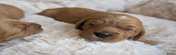 Cavapoo dogs for sale: 🌟 F1 Cavapoo Puppies –  Health Tested Parents in Wisbech - Advert 3