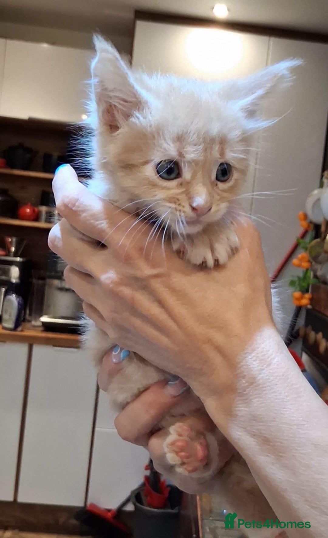 Maine Coon cats for sale: I have Beautiful healthy maicoon XL  - Image 10