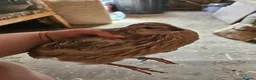 Quail poultry for sale: Coturnix quail chicks beautiful colours  - Advert 8