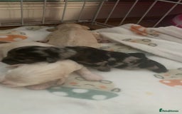 Cockapoo dogs for sale: Last merle girl available  - Image 9