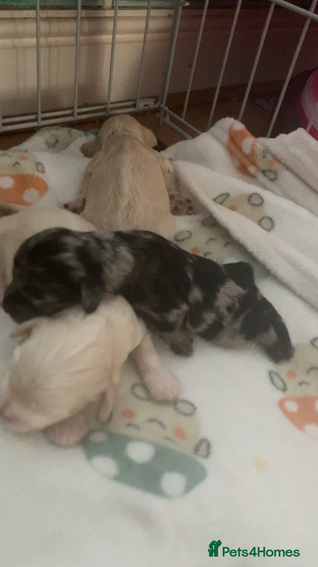 Cockapoo dogs for sale: Last merle girl available  - Image 9