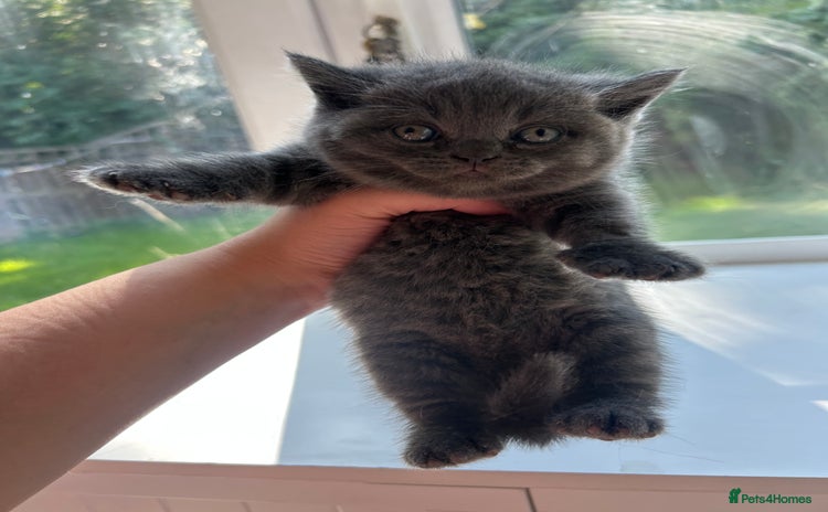 British Shorthair cats - Advert 1