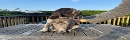German Wirehaired Pointer dogs for sale: German Wirehaired Pointer Pups -From working Lines in Doune - Advert 16