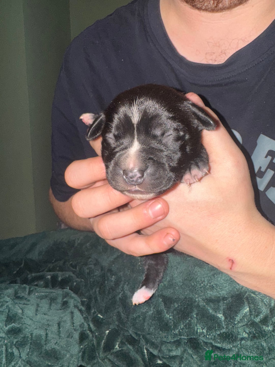 Staffordshire Bull Terrier dogs for sale: Gorgeous staffy puppies  - Advert 6