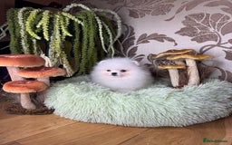 Pomeranian dogs for sale: SUPER TINY ICE WHITE POMERANIAN BOY - Image 21