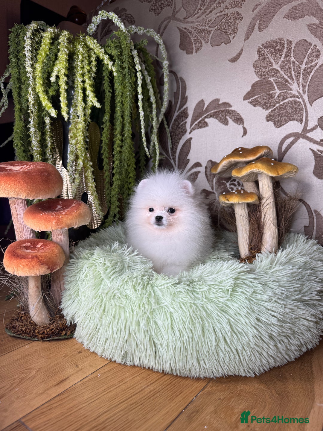 Pomeranian dogs for sale: SUPER TINY ICE WHITE POMERANIAN BOY - Image 21